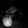 Cristaux de quartz blanc en grappes : Guérison et décoration naturelles