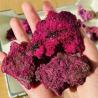 Corindon rouge scintillant : réactif aux UV, au rose et au vert