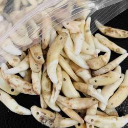 Pendentifs en dents naturelles en gros : Breloques crocs tribaux et colliers à faire soi-même