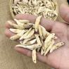 Pendentifs en dents naturelles en gros : Breloques crocs tribaux et colliers à faire soi-même