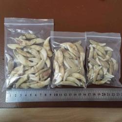 Pendentifs en dents naturelles en gros : Breloques crocs tribaux et colliers à faire soi-même