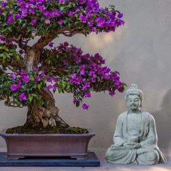 Meditierende Buddha-Statue – Wohndekoration & friedliches Ambiente